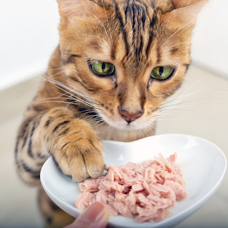 Buy High-Quality Cats Food & Treats Online at StriWears Pet Shop