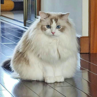 Buy Cat Products & Supplies Online at StriWears Pet Shop