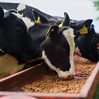 Buy High-Quality Cattle Food & Treats Online at StriWears Pet Shop