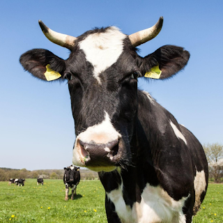 Buy Cattle Products & Supplies Online at StriWears Pet Shop