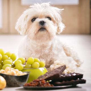 Buy High-Quality Dogs Food & Treats Online at StriWears Pet Shop