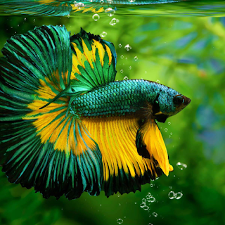 Buy Fish & Aquatic Products & Supplies Online at StriWears Pet Shop