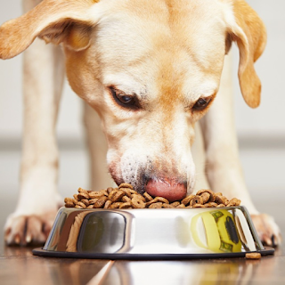 Buy High-Quality Pet Digestive Aid Products Online at StriWears Pet Shop
