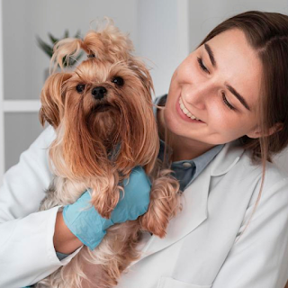 Buy Top-Quality Pet Healthcare & Pest Control Solutions Online at StriWears Pet Shop