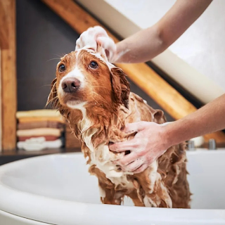 Buy Pet Shower & Bath Products Online at StriWears Pet Shop