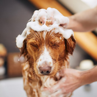 Buy High-Quality Pet Skin Care Products Online at StriWears Pet Shop