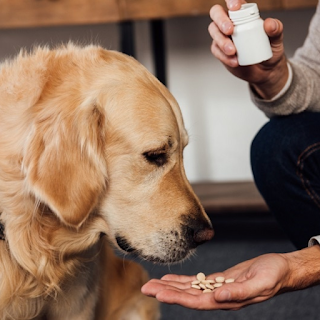Buy High-Quality Pet Vitamins & Supplements Online at StriWears Pet Shop